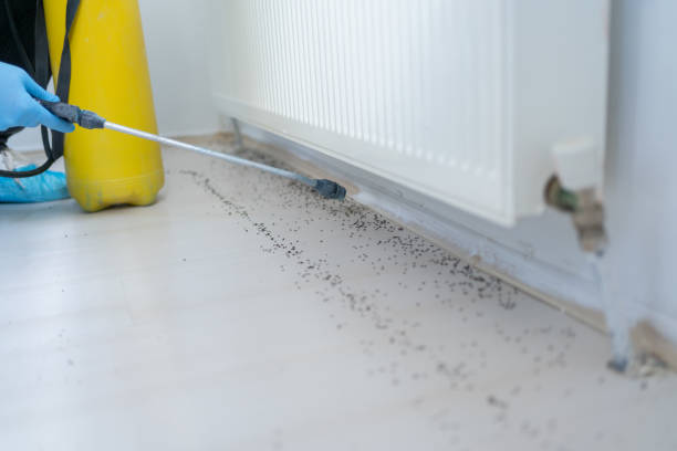 Best Emergency Pest Control  in Avalon, PA
